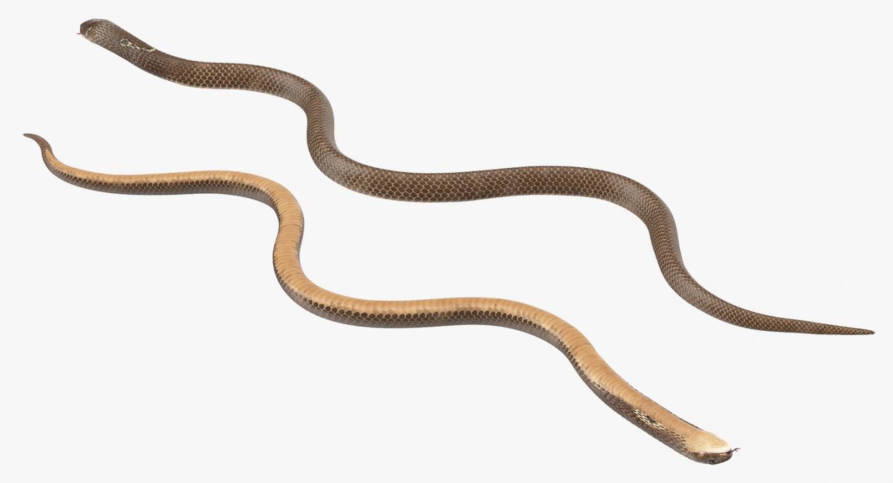 3D Beige Cobra Snake Crawling