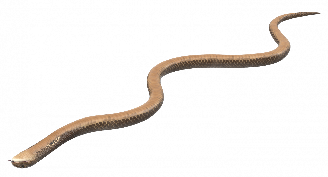 3D Beige Cobra Snake Crawling