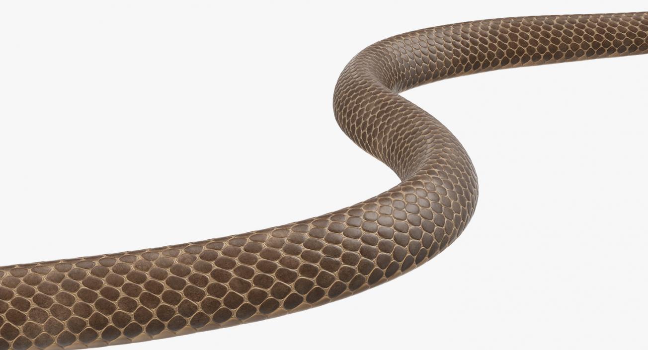 3D Beige Cobra Snake Crawling