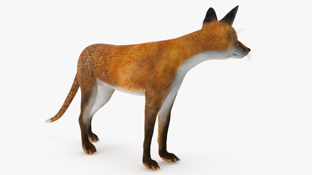 Red Fox Idle Pose 3D