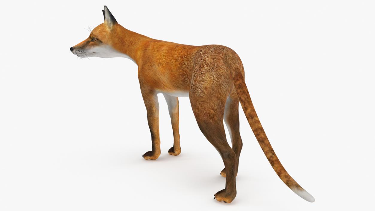 Red Fox Idle Pose 3D