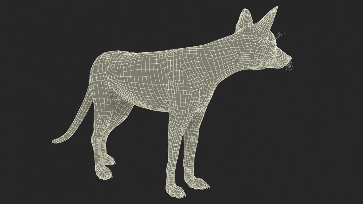 Red Fox Idle Pose 3D