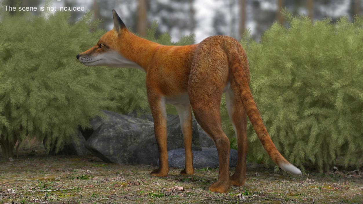 Red Fox Idle Pose 3D