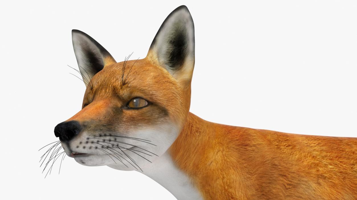 Red Fox Idle Pose 3D