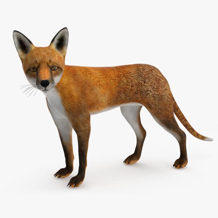 Red Fox Idle Pose 3D