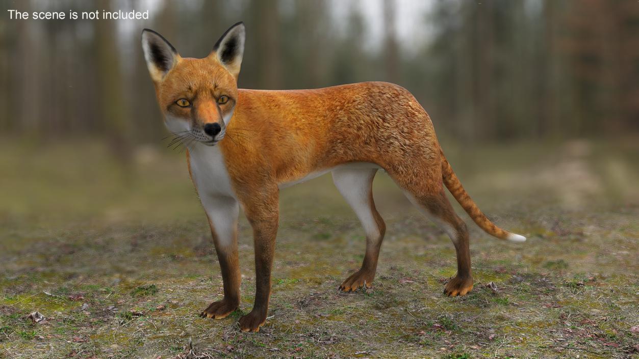 Red Fox Idle Pose 3D