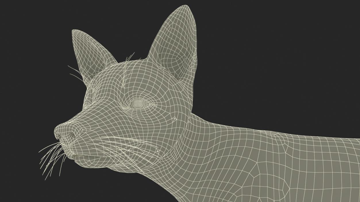 Red Fox Idle Pose 3D