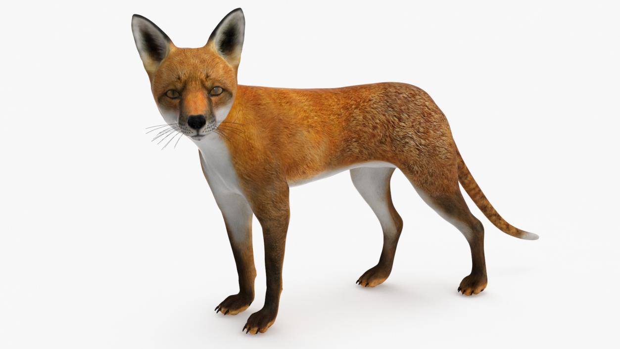 Red Fox Idle Pose 3D