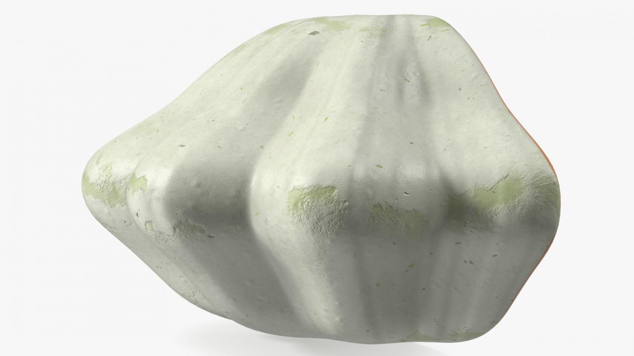 3D Half of White Bush Pumpkin