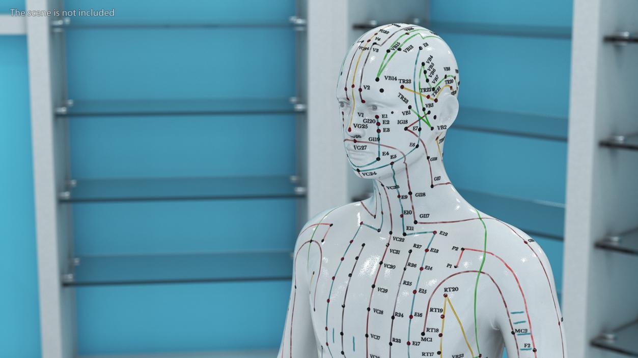 3D Male Acupuncture Mannequin 2 model