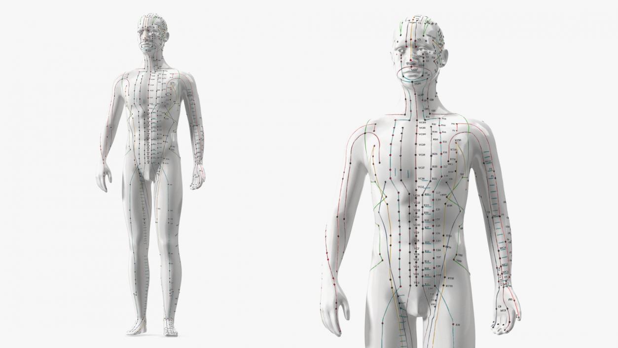 3D Male Acupuncture Mannequin 2 model