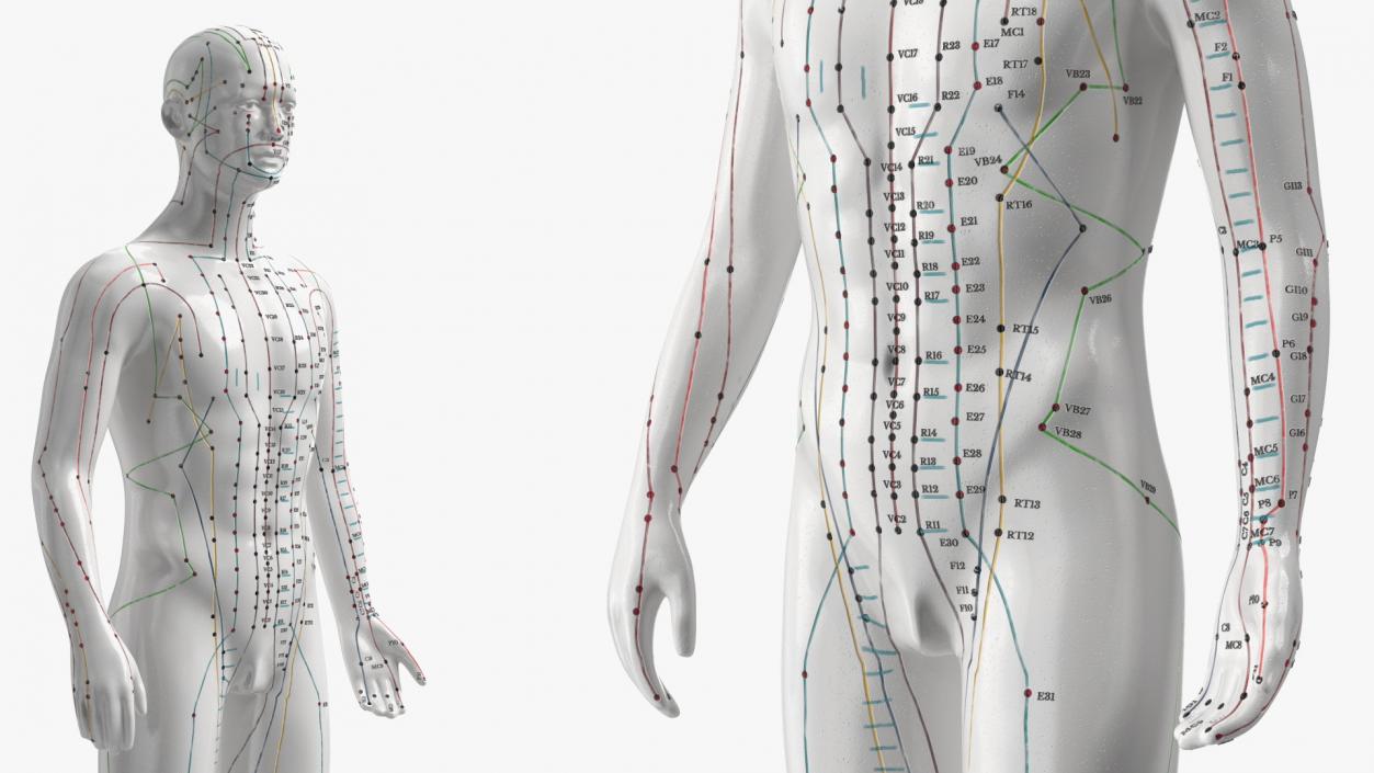 3D Male Acupuncture Mannequin 2 model