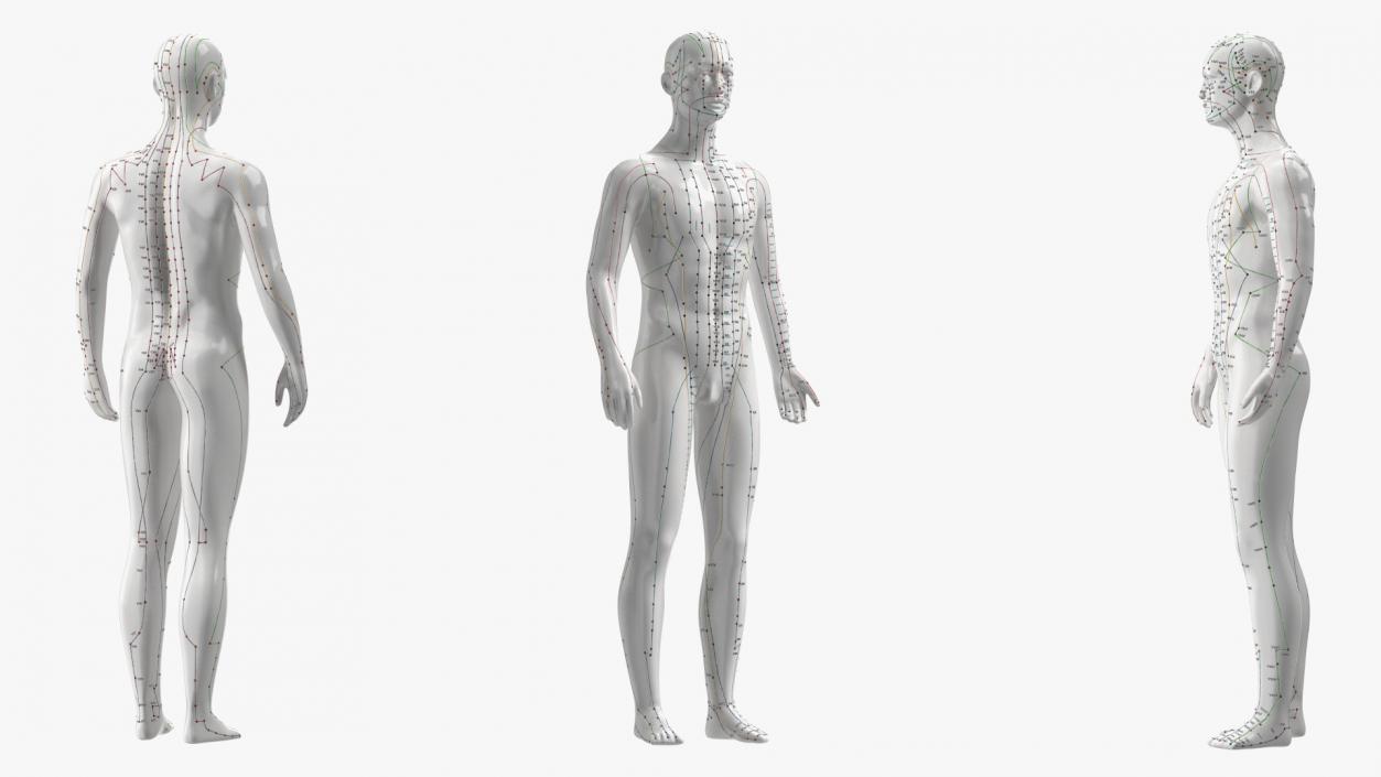 3D Male Acupuncture Mannequin 2 model