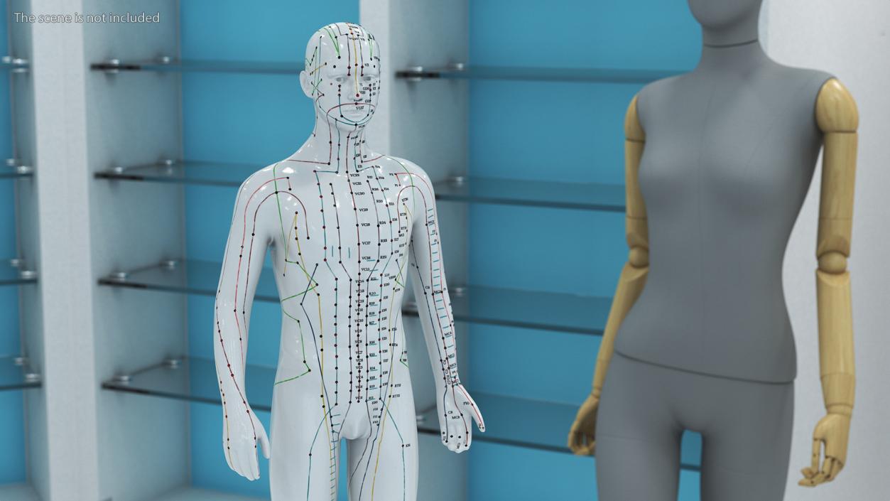 3D Male Acupuncture Mannequin 2 model