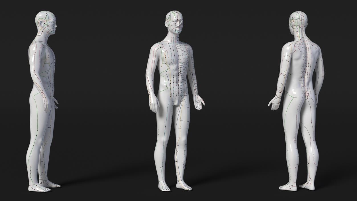 3D Male Acupuncture Mannequin 2 model