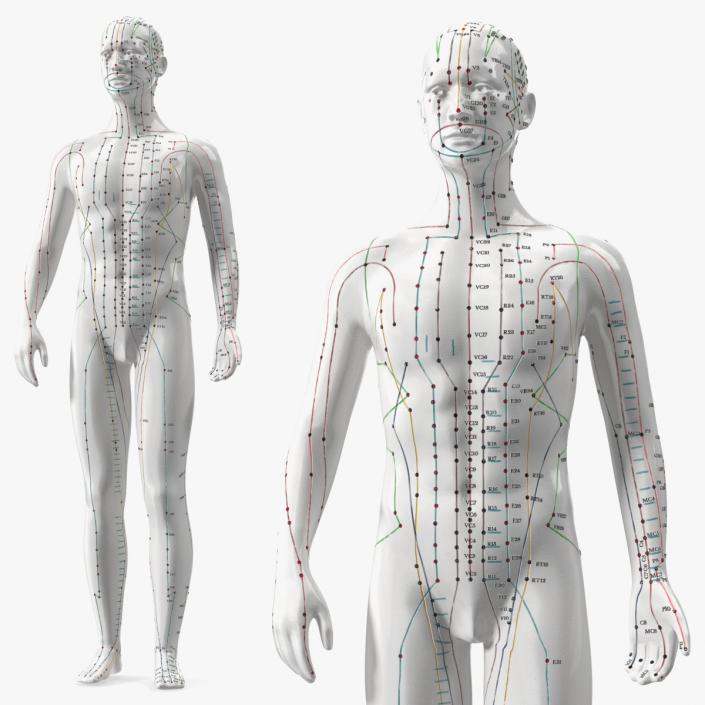 3D Male Acupuncture Mannequin 2 model