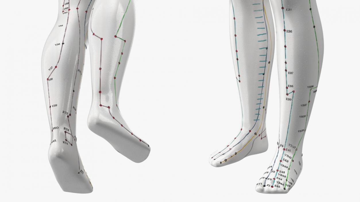 3D Male Acupuncture Mannequin 2 model