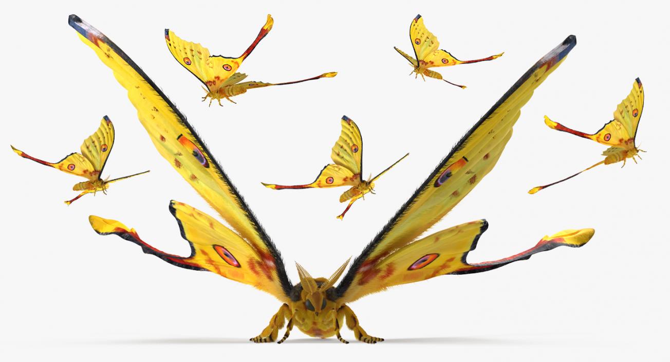 Madagascan Moon Moth with Fur 3D model