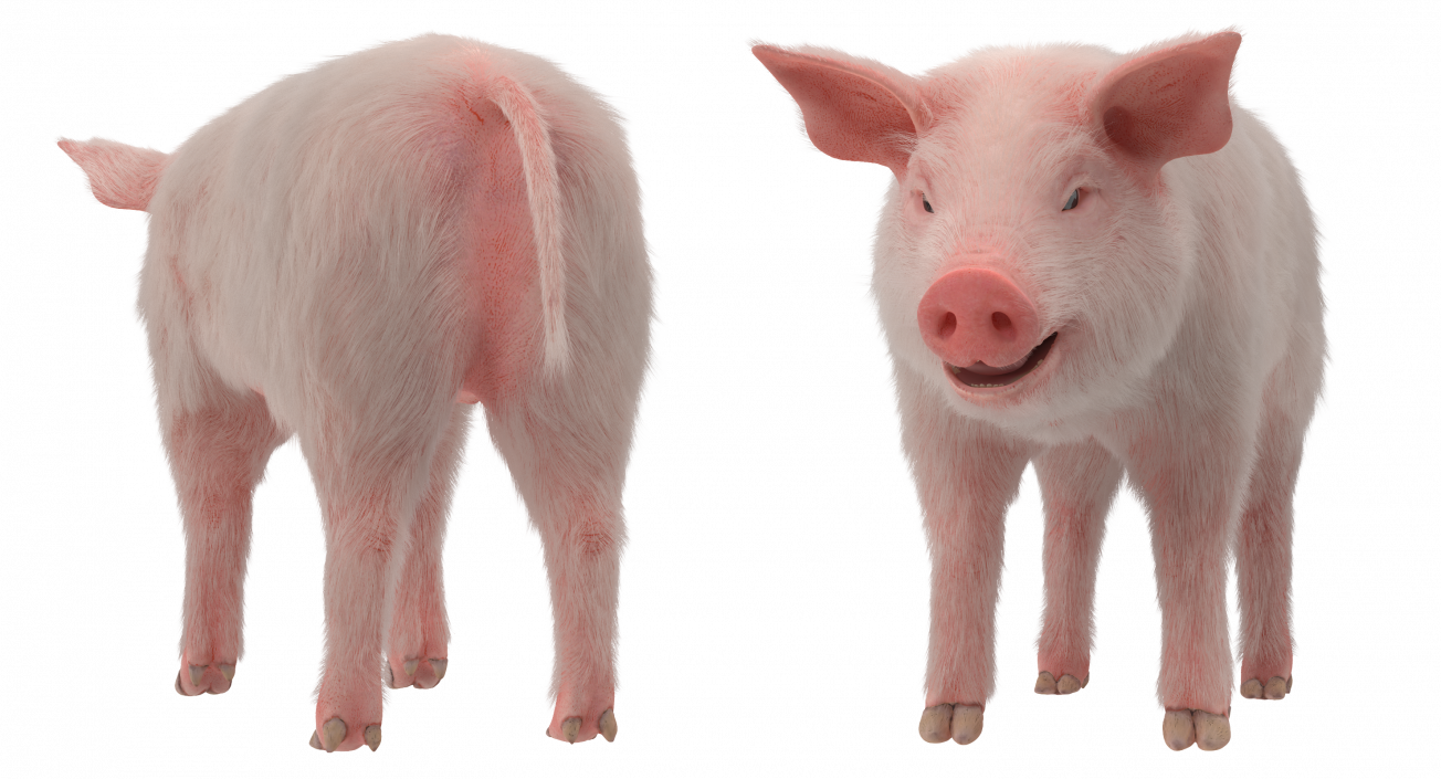 3D model Pig Piglet Landrace with Fur Rigged