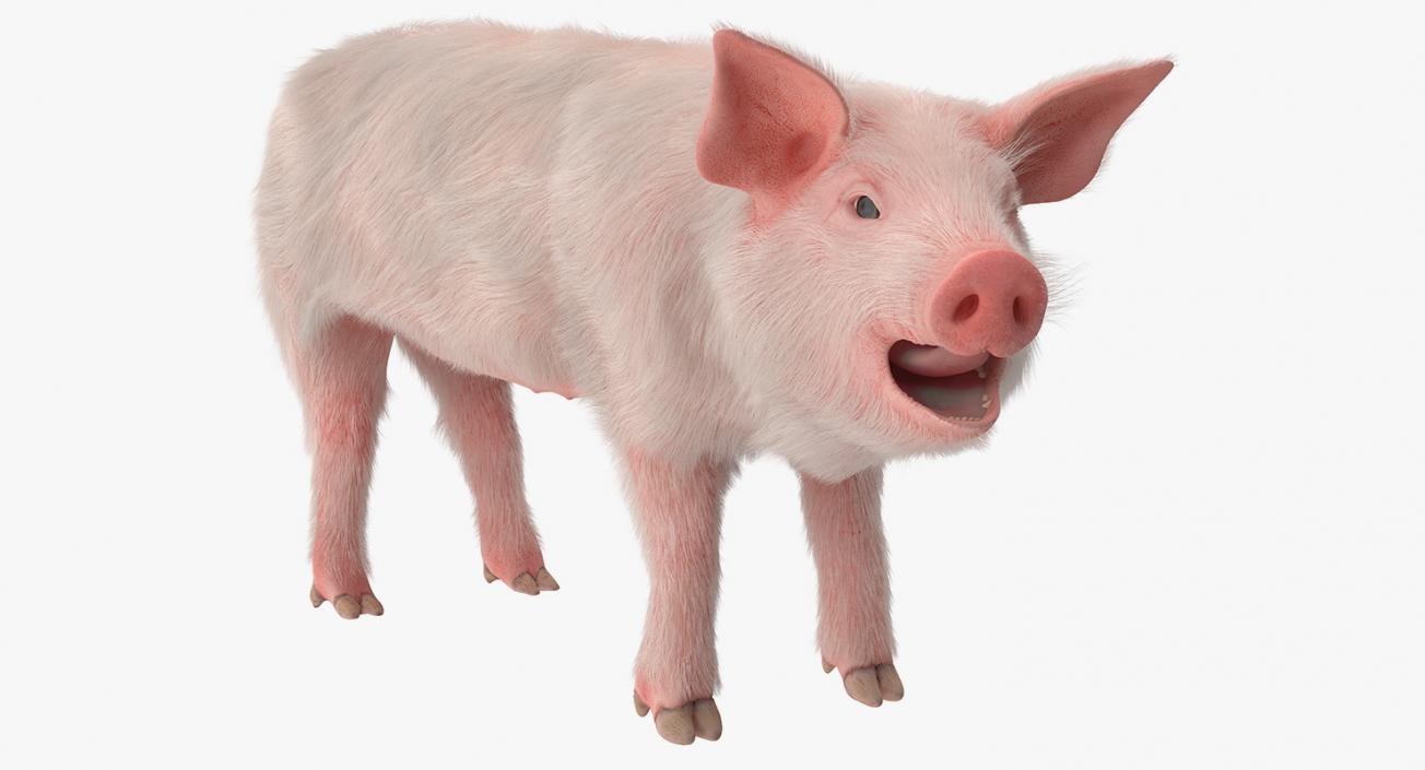 3D model Pig Piglet Landrace with Fur Rigged