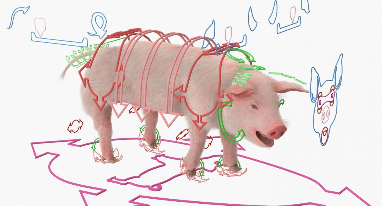 3D model Pig Piglet Landrace with Fur Rigged