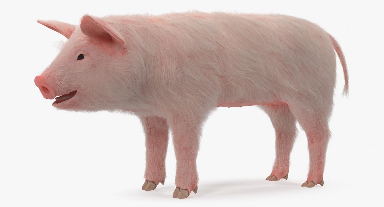 3D model Pig Piglet Landrace with Fur Rigged