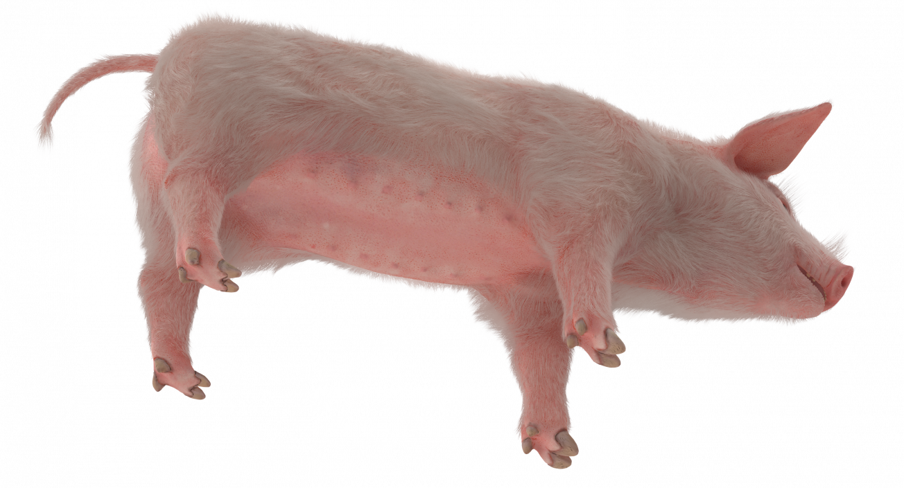 3D model Pig Piglet Landrace with Fur Rigged