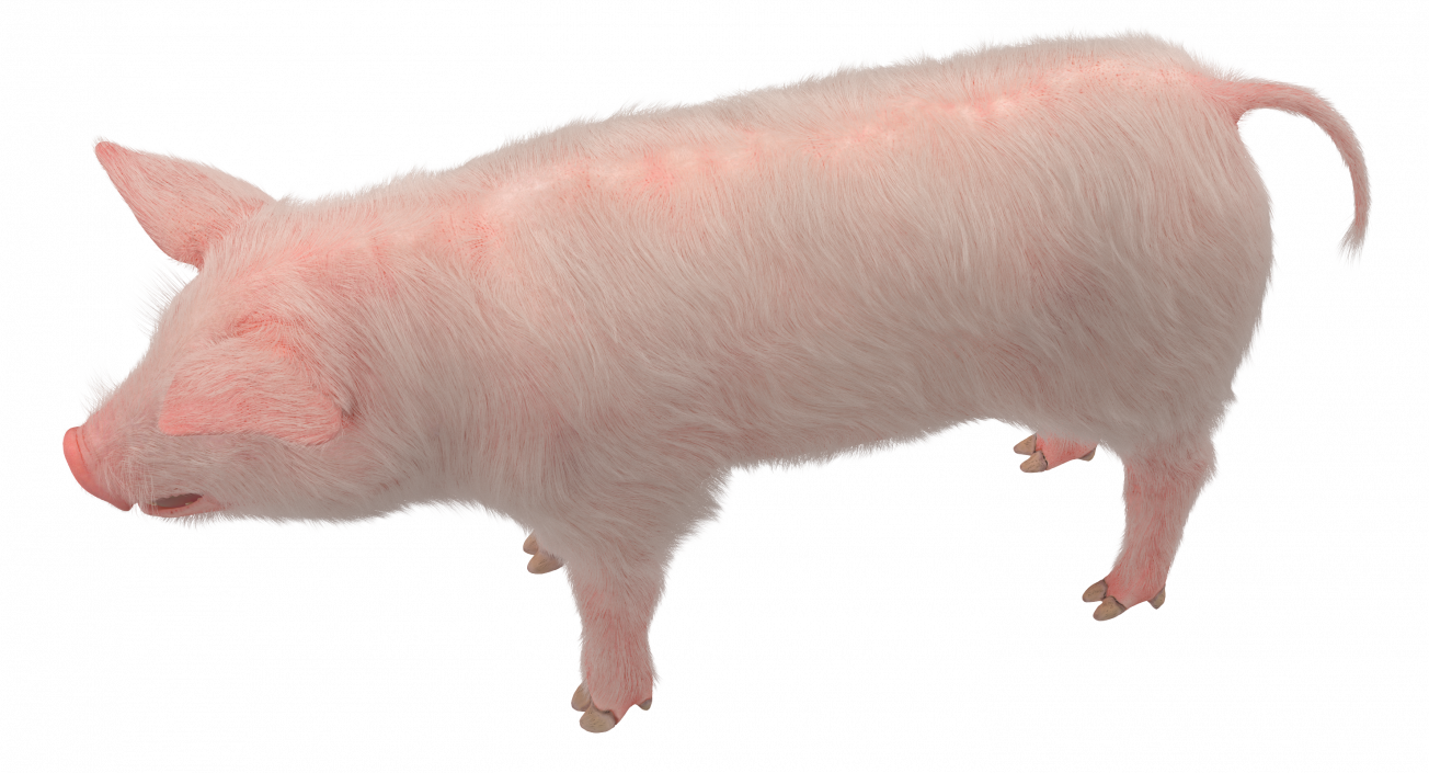 3D model Pig Piglet Landrace with Fur Rigged