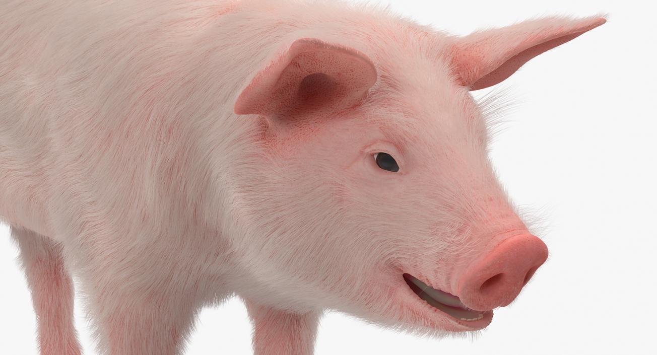 3D model Pig Piglet Landrace with Fur Rigged