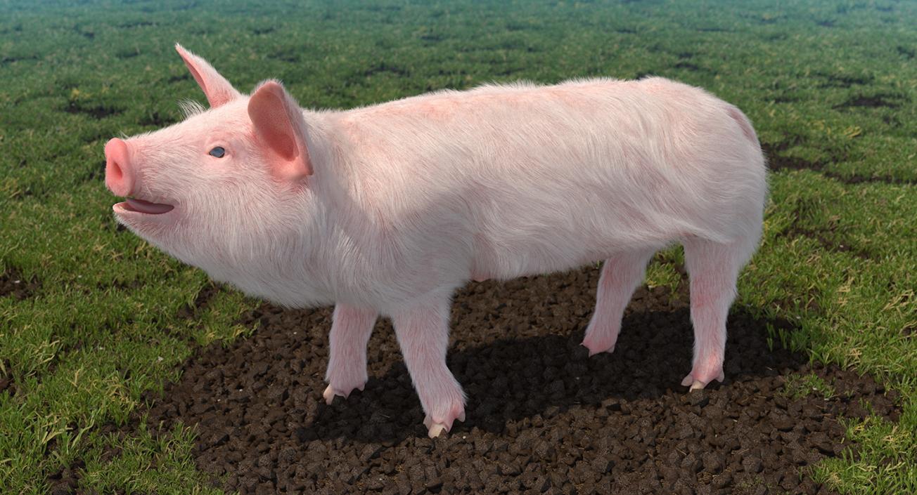 3D model Pig Piglet Landrace with Fur Rigged