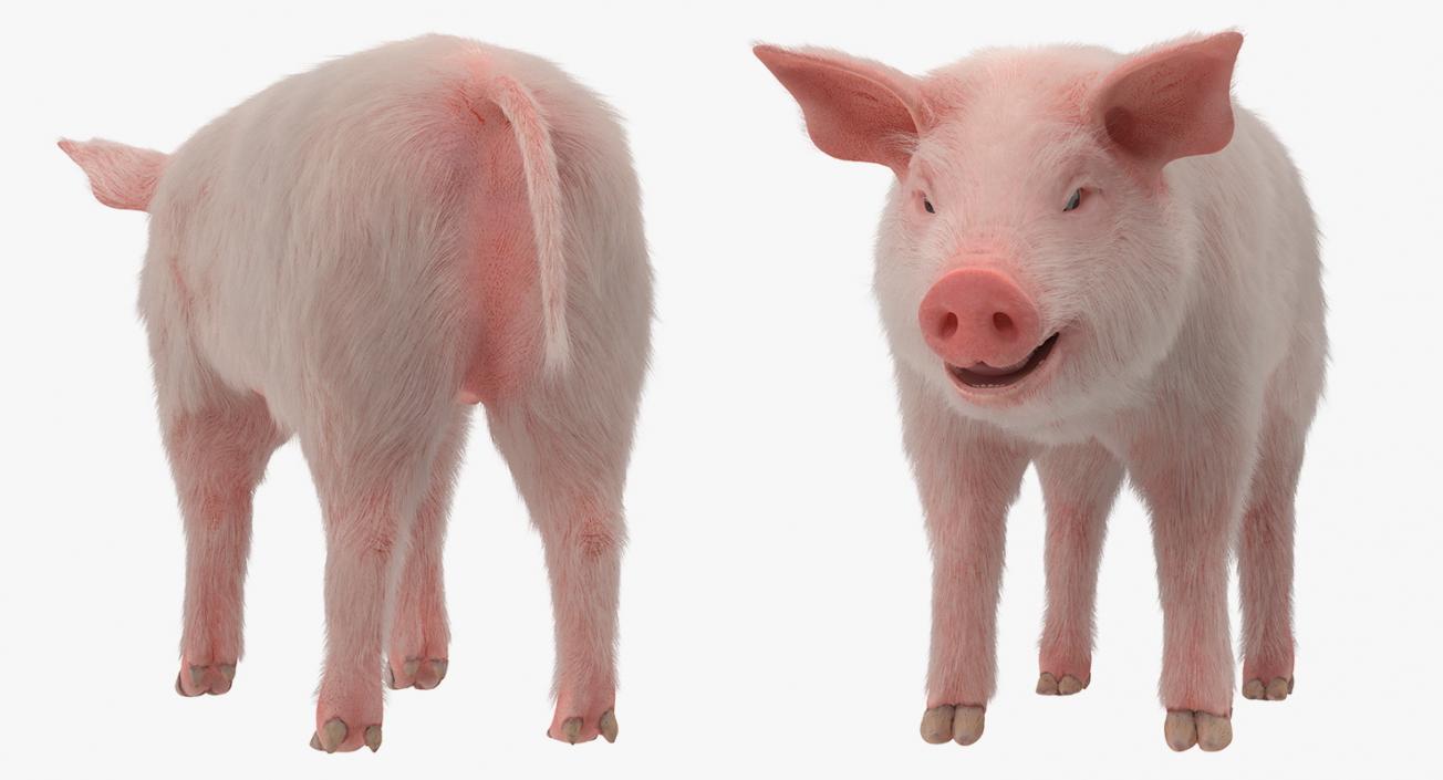 3D model Pig Piglet Landrace with Fur Rigged