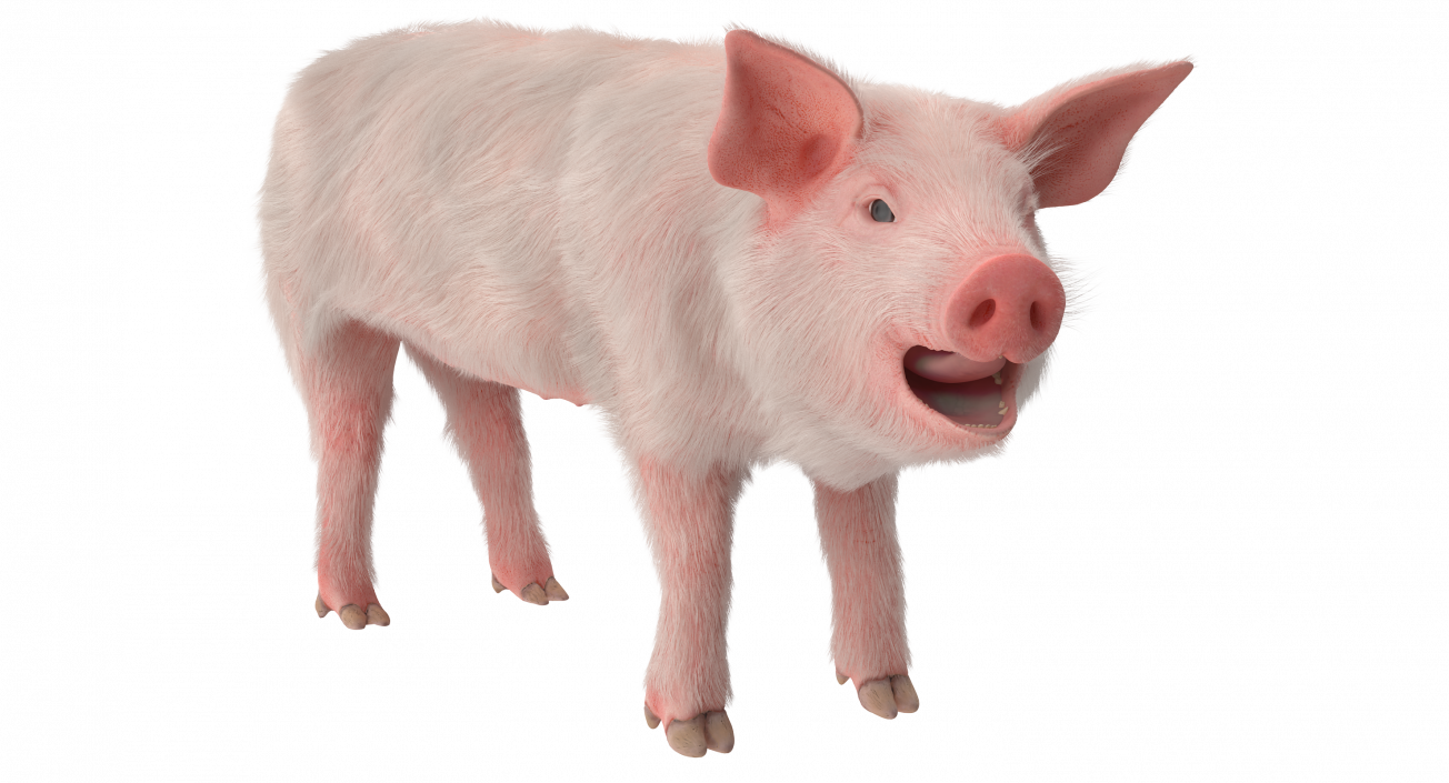 3D model Pig Piglet Landrace with Fur Rigged