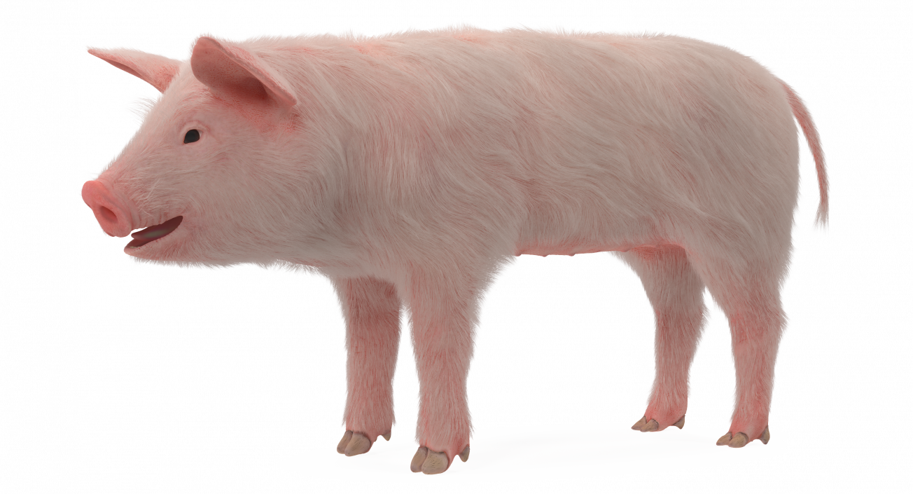 3D model Pig Piglet Landrace with Fur Rigged