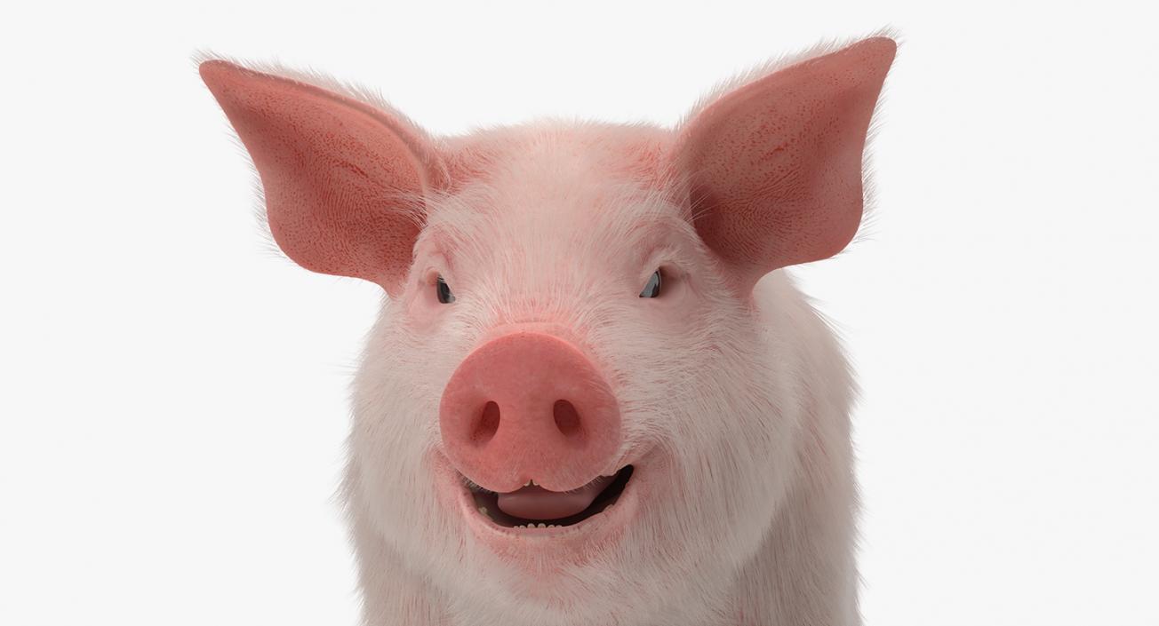 3D model Pig Piglet Landrace with Fur Rigged