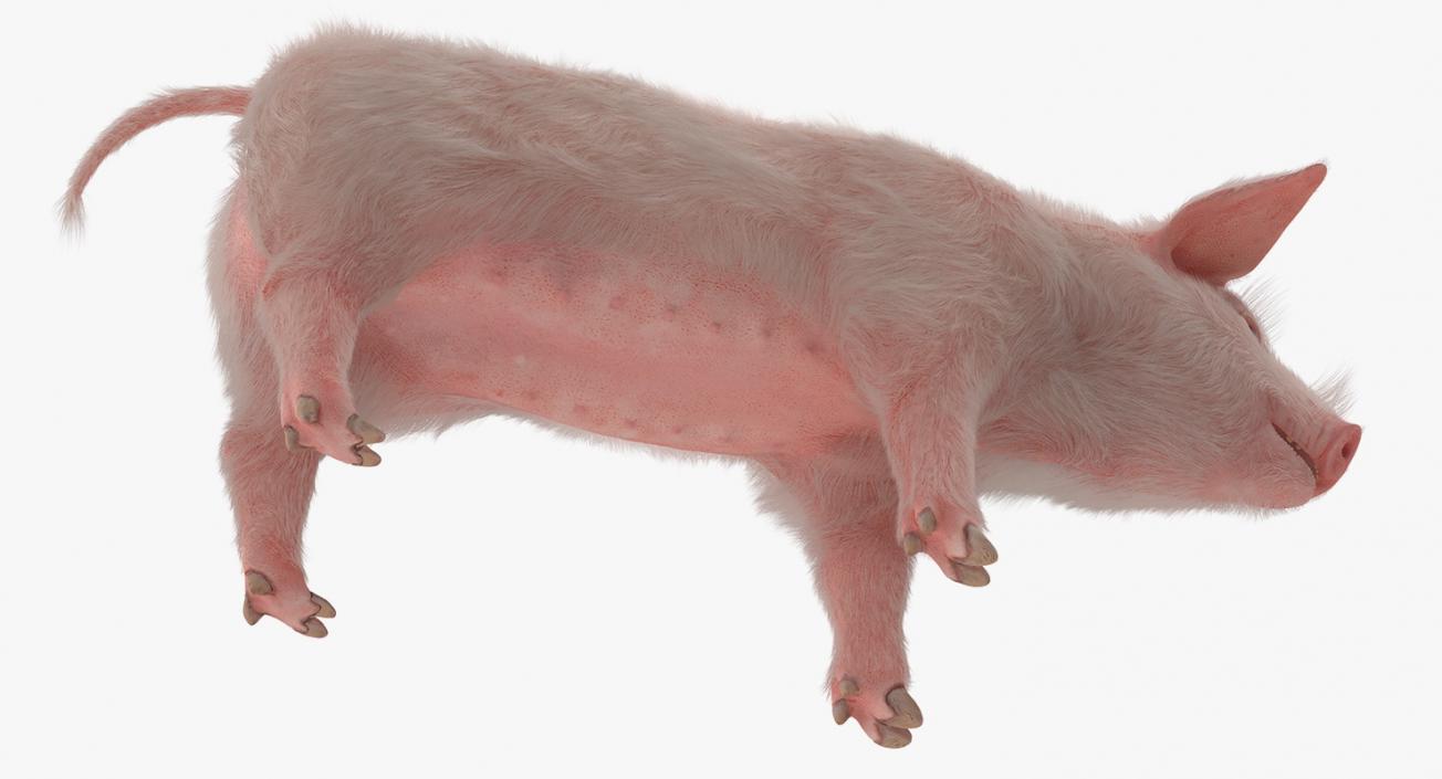 3D model Pig Piglet Landrace with Fur Rigged