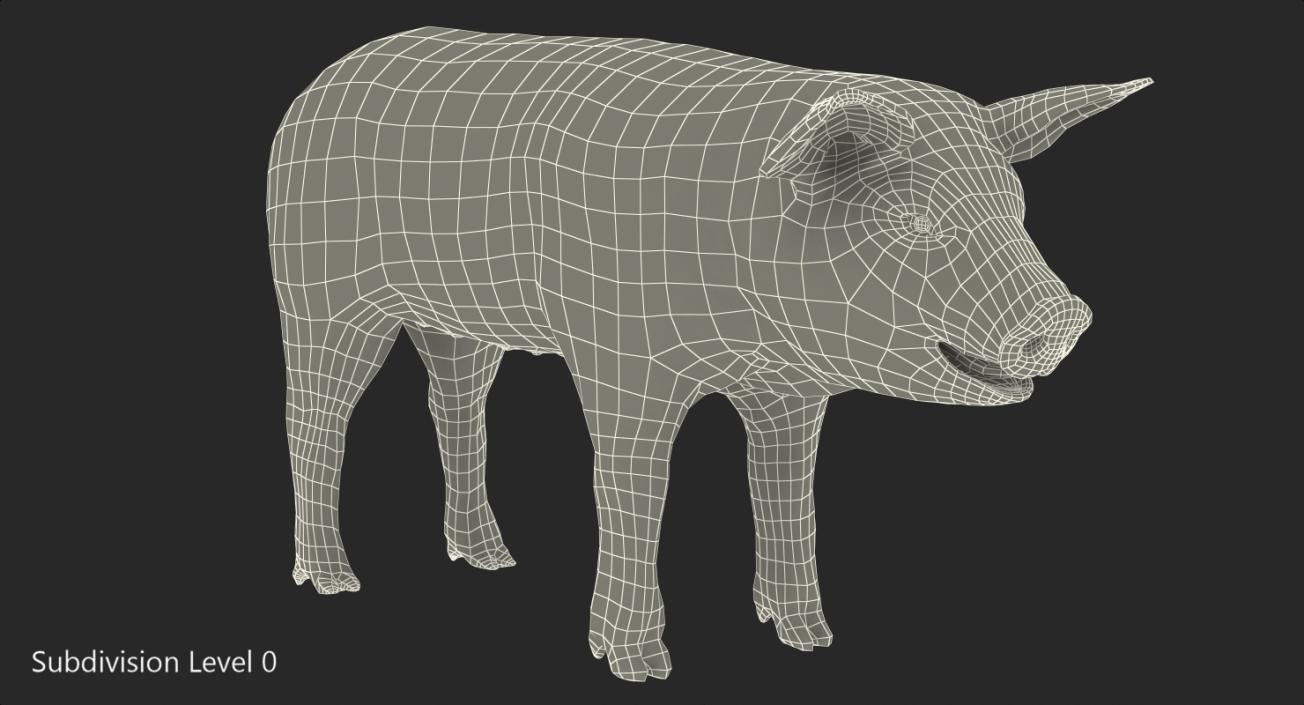 3D model Pig Piglet Landrace with Fur Rigged