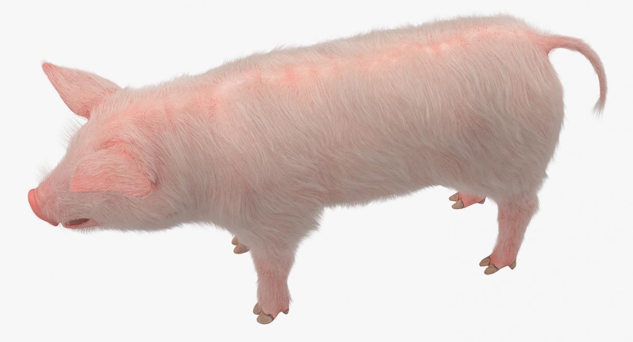 3D model Pig Piglet Landrace with Fur Rigged