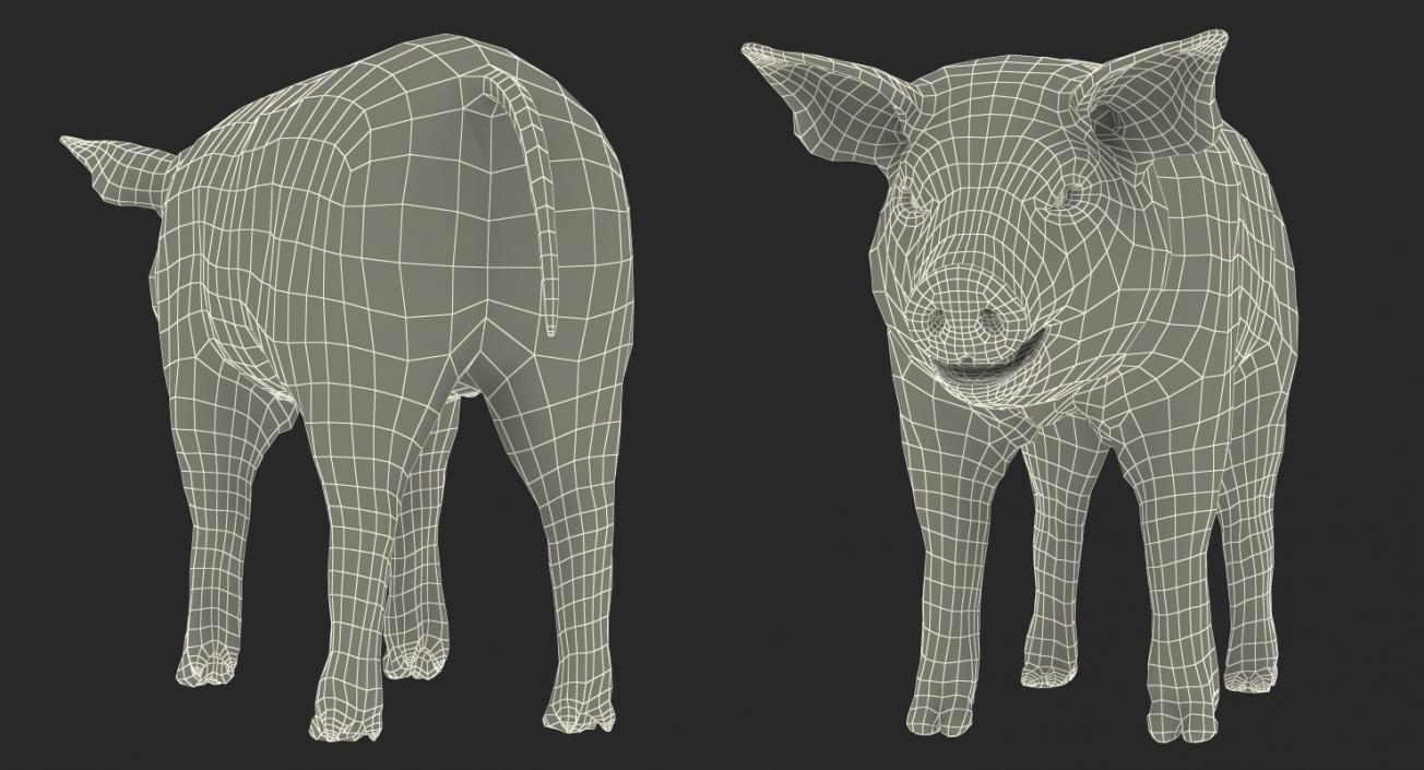 3D model Pig Piglet Landrace with Fur Rigged