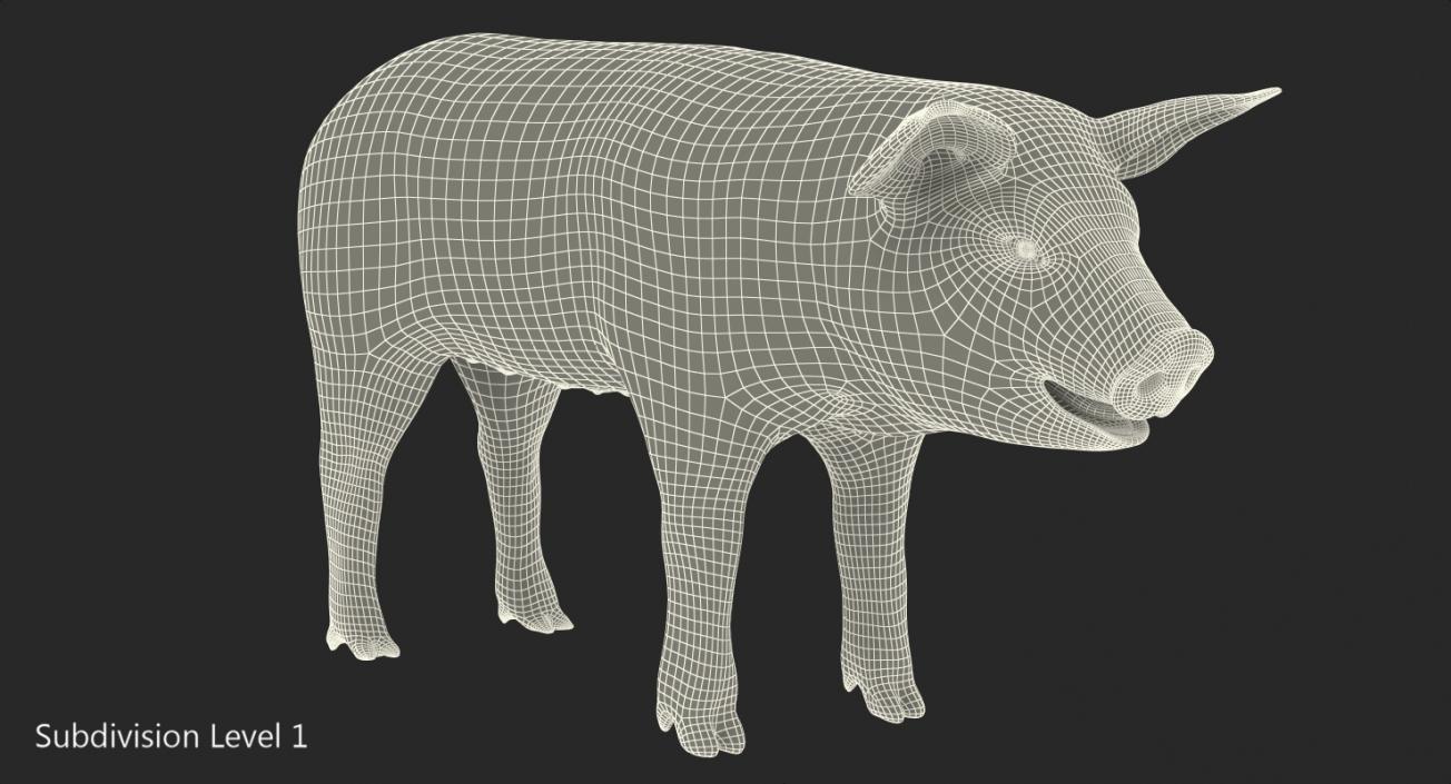 3D model Pig Piglet Landrace with Fur Rigged