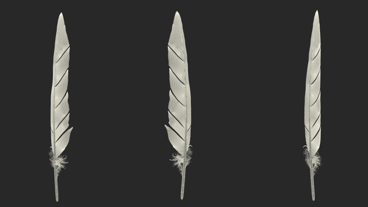 Gull Feather 3D