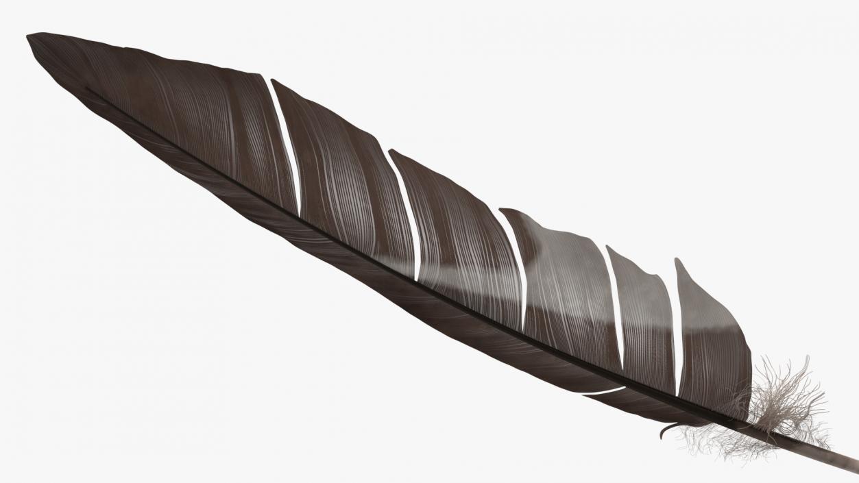 Gull Feather 3D