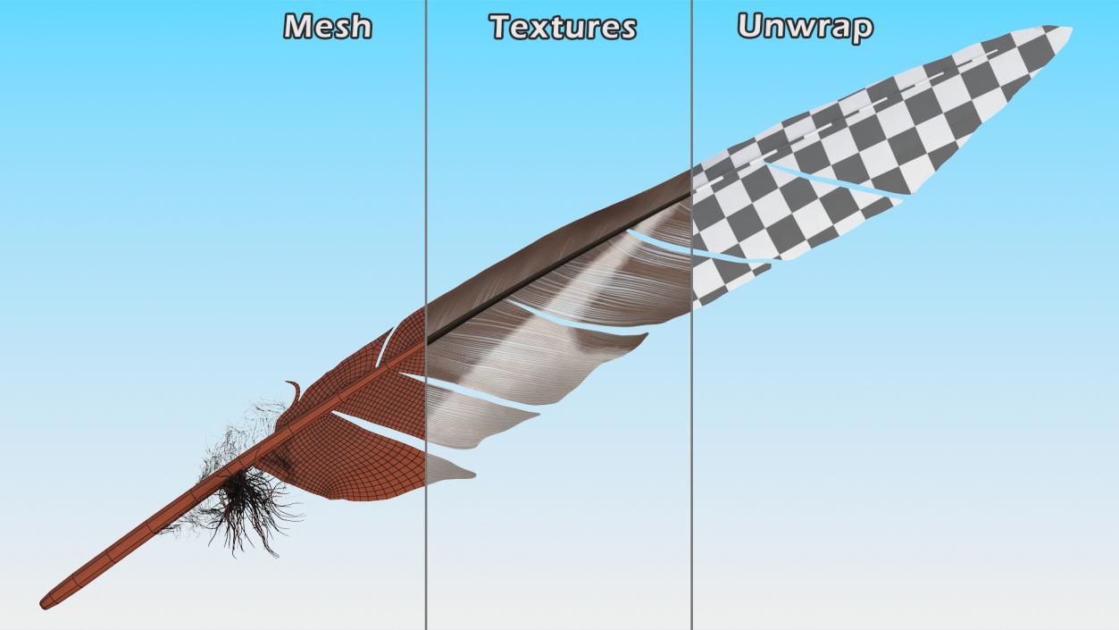 Gull Feather 3D