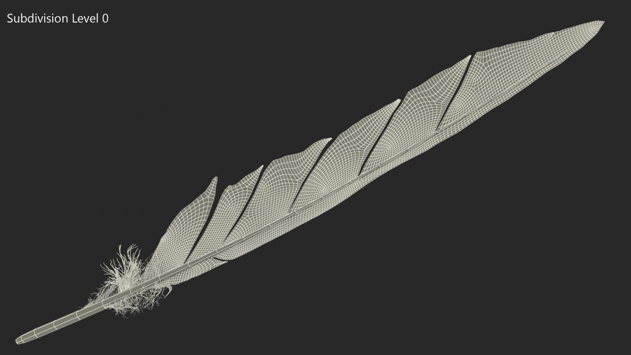 Gull Feather 3D