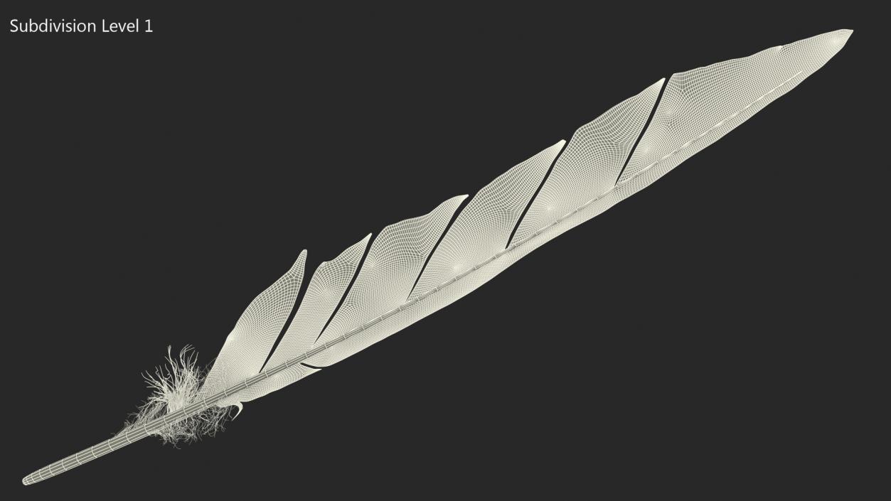 Gull Feather 3D