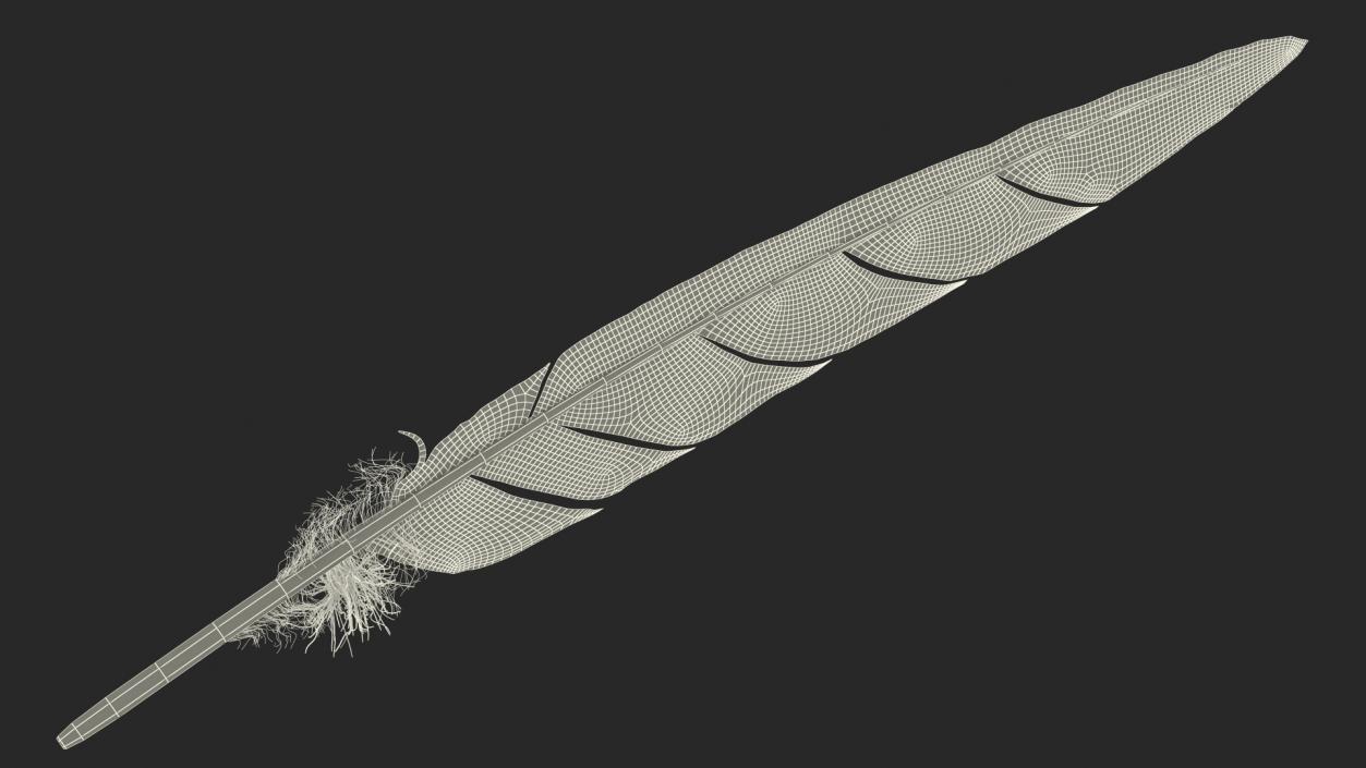 Gull Feather 3D