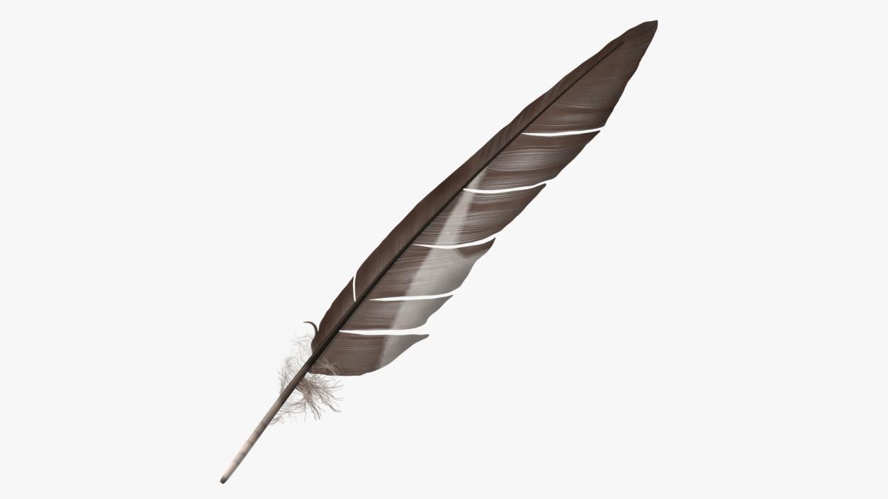 Gull Feather 3D