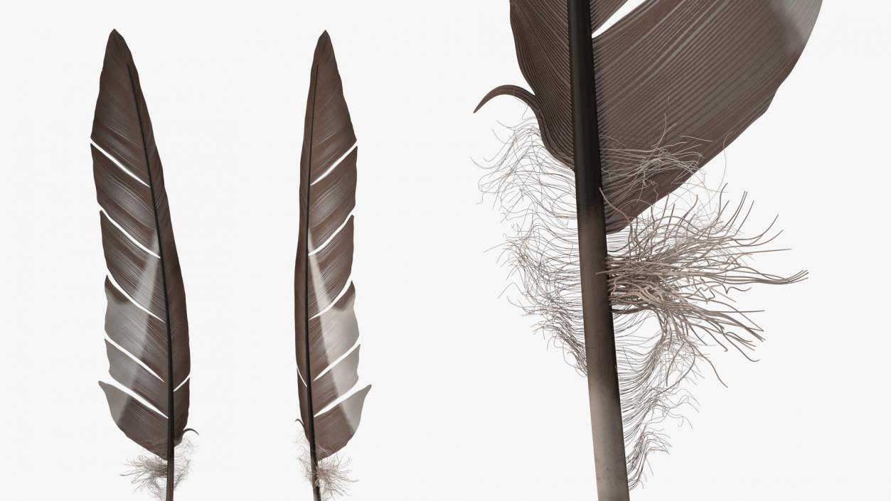 Gull Feather 3D