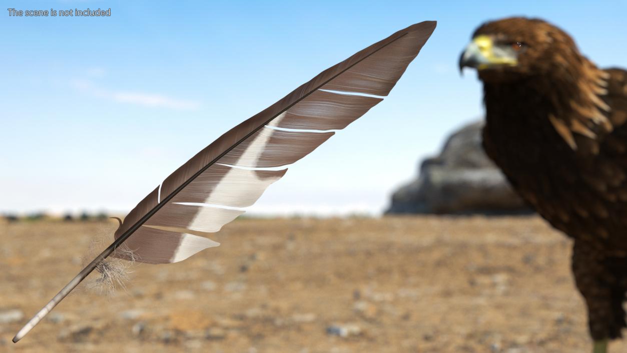 Gull Feather 3D