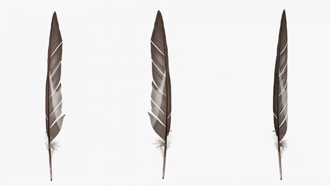 Gull Feather 3D