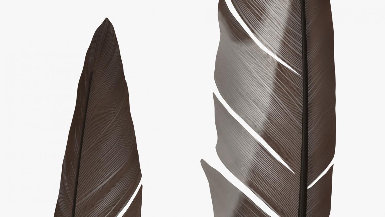 Gull Feather 3D